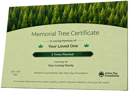 Plant Trees in Memory of Effie Jane Godette Toon